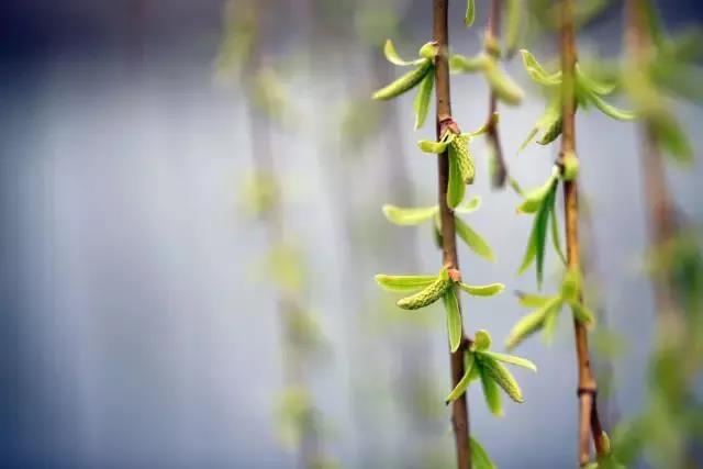 清明，踏青